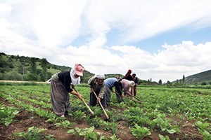 Bakanlıktan üreticiye ödenek