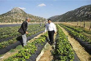 Derebucak ta Çilek ve Fasülye Üretimi Hız Kazandı