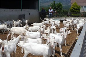 Yunusemre Belediyesi Üreticilerin Oğlak Dağıttı