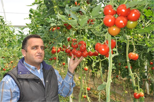 Bitlis in Meşhur Domatesi Bundan Sonra Sırıkta da Yetişecek