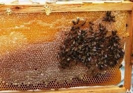 Arım Balım Peteğim Projesi Tüketicilere Umut Olacak