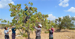 Yeşil Altında Bu Yıl Yüksek Rekolte Ümit Veriyor