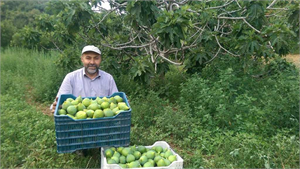 Erkenci İncir Yediveren İnciri Hasadı Turgutlu da Başladı
