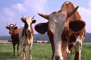 Büyükşehir Yasası değişmezse etin fiyatı daha da artacak