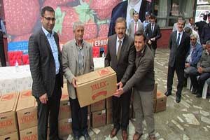 Büyükşehirden Çiftçilere Çilek Fidesi Desteği