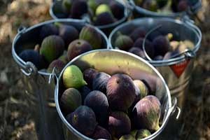 Siyah incirden 30 milyon dolar gelir