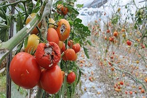 Tarıma 9 yılda 64 milyar liralık teminat