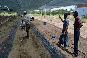 Üzümler aşıyla korunacak