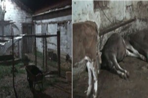 Mandıraya yıldırım düştü hayvanlar telef oldu