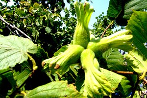 Ordu da fındık üreticilerine uyarı