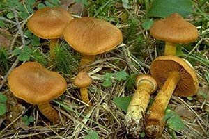 Bu iki mantar türünü tüketmeyin