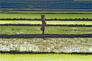 Tarım Görünüm Raporuna Göre 10 Yıl İçinde Tarım Fiyatları Düşecek