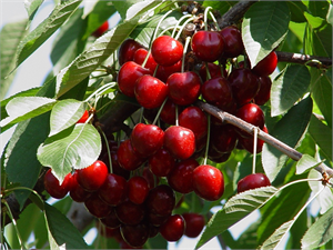 Napolyon Kirazın Fiyatı Düştü