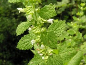 Bunu Yetiştiren Üretici Kazanıyor