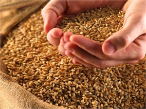 Arpa ve Buğday da Alımlar Başladı