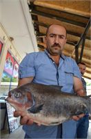 İznik Gölü nde 2 5 Kiloluk Pirana Ağlara Takıldı