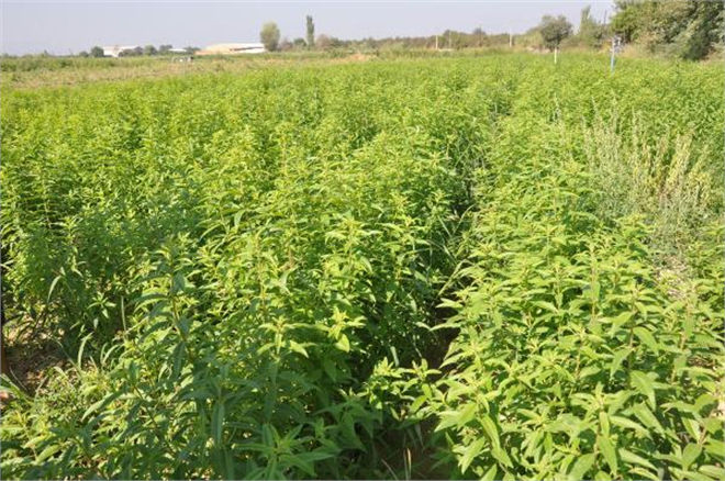 İncirin Başkentinde Alternatif Tarıma Başlandı