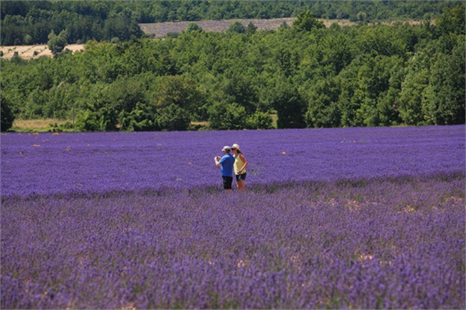 Lavanta ve Kiraz Turları Düzenleniyor