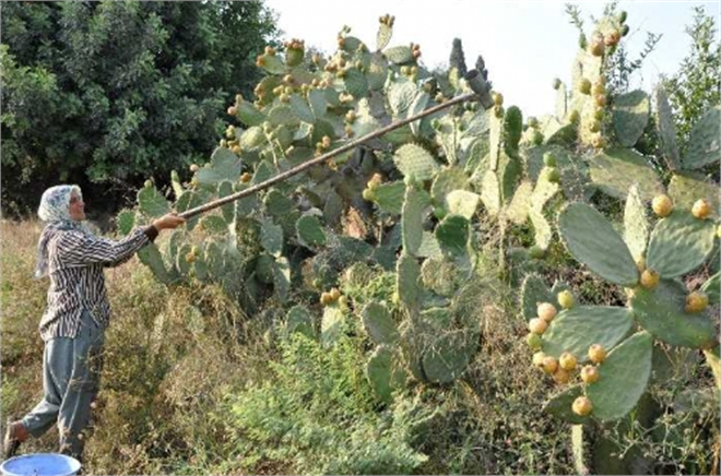 Mersin de Dikenli İncir Yetiştiriliyor