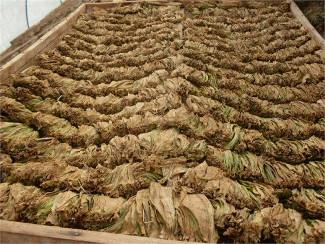 Tütün Açık Arttırma Fiyatları Açıklandı