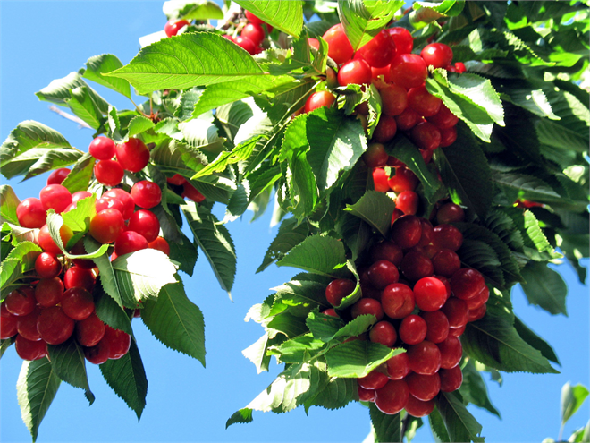 Malatya da Kirazlar Dalında Kaldı