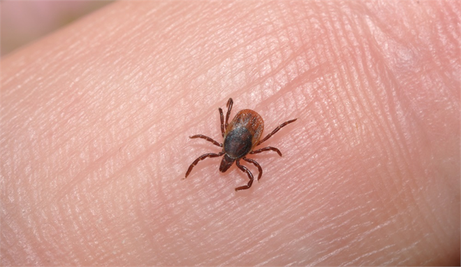 Kene Alarmı Verildi