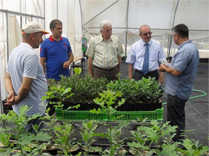 Denizli de Ceviz Seferberliği