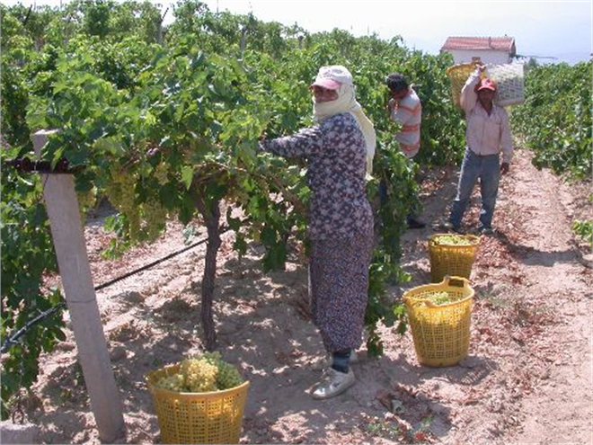 Üzüm Üreticisine Su Desteği