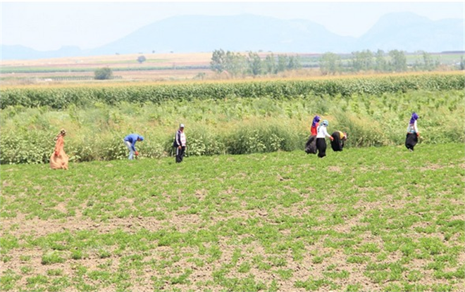 Aşırı Sıcaklar Çiftçiyi Vurdu