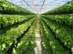 Tarımın Yeni Gözdesi Topraksız Tarım Hidroponik Tarım