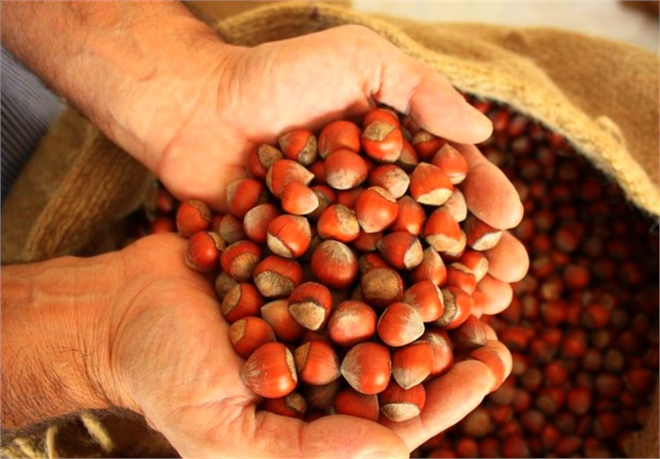 Türkiye deki Fındık Gerçeği