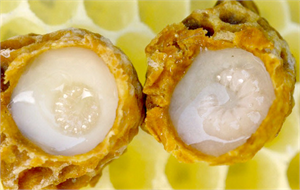 Kilosu 5 Bin Liraya Arı Sütü