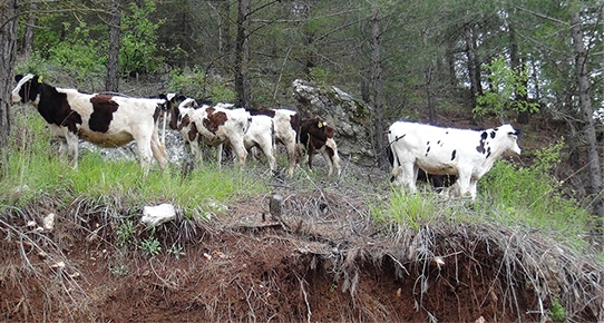 Hayvancılıkta Çiçek Hastalığı Uyarısı
