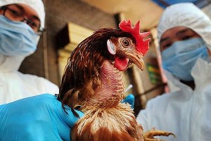 Bandırmalı üreticiye kuş gribi tazminatı