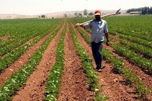 GAP İkinci Ürün Ekimi Yaygınlaşıyor