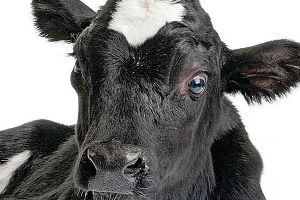 Organik ürünlere destek