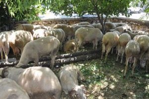 Pırlak Koç Projesi Kapsamında 30 Damızlık Koç Dağıtıldı