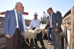 Yozgat ta Besicilere Damızlık Koç Dağıtımı Yapıldı