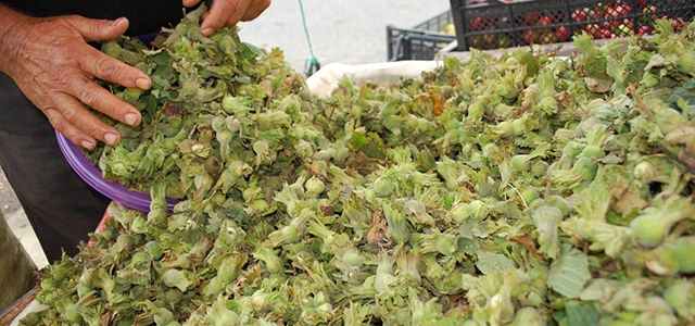 Giresun da Yeni Mahsül Fındık Satışta