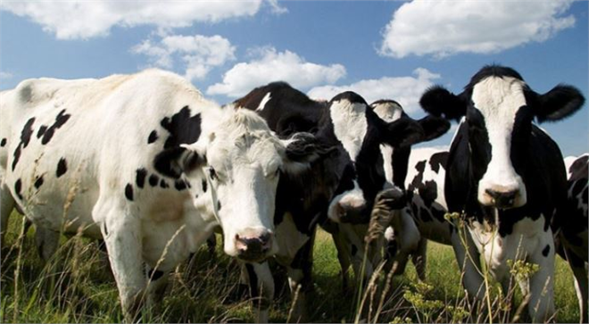 Bulgaristan da Şarbon Paniği