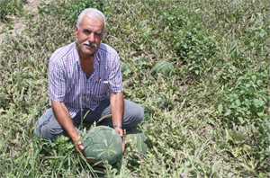 Karpuz Üreticisi İsyanda