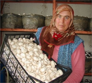 Mantar Üreticisi Zorda