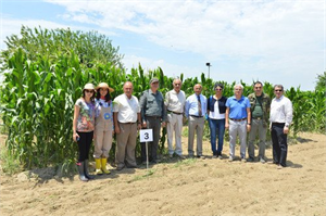 Arıtma Çamuruyla Yetişen Mısırlar 2 Metre Boy Verdi