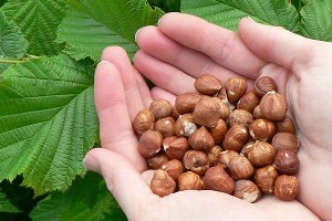 AB aflatoksinli dedi fındık ihracatçısı yeniden test istedi