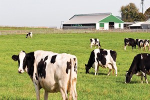 Pınarbaşı nda Besicilere Hırsız Dadandı