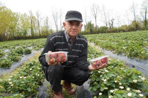 Gürcistan da Atça Çileği Yetiştiriyor