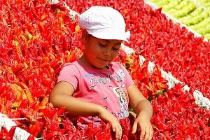 Gaziantep kurutmalık mevsimine geçti
