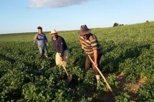 Yozgat ın Lök Köyünde Çiftçiler Fasulye Üretimine Yöneldi