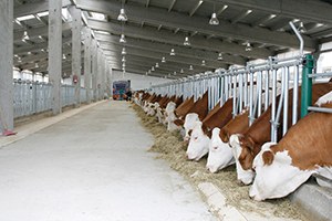 Ahır Yapısı İneklerde Süt Verimini Etkiliyor