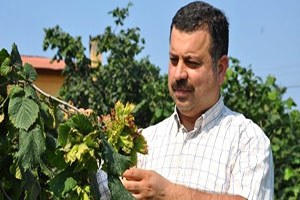 Allahverdi fındığı tescil bekliyor